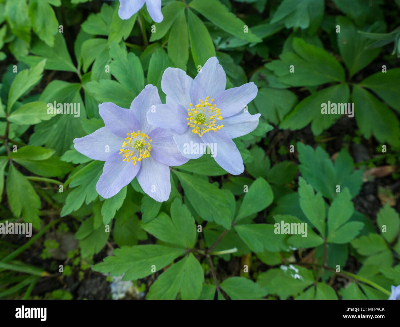 Close up of the sky blue flowers of Anemone nemorosa 'Robinsoniana' against its leaves Stock Photo