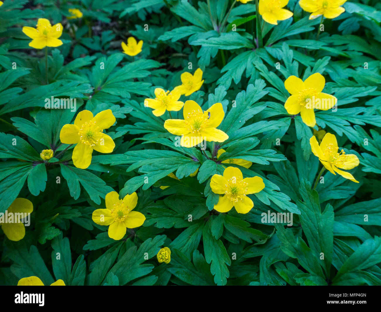 The bright yellow flowers of Anemone ranunculoides against a background of its deeply dissected foliage Stock Photo