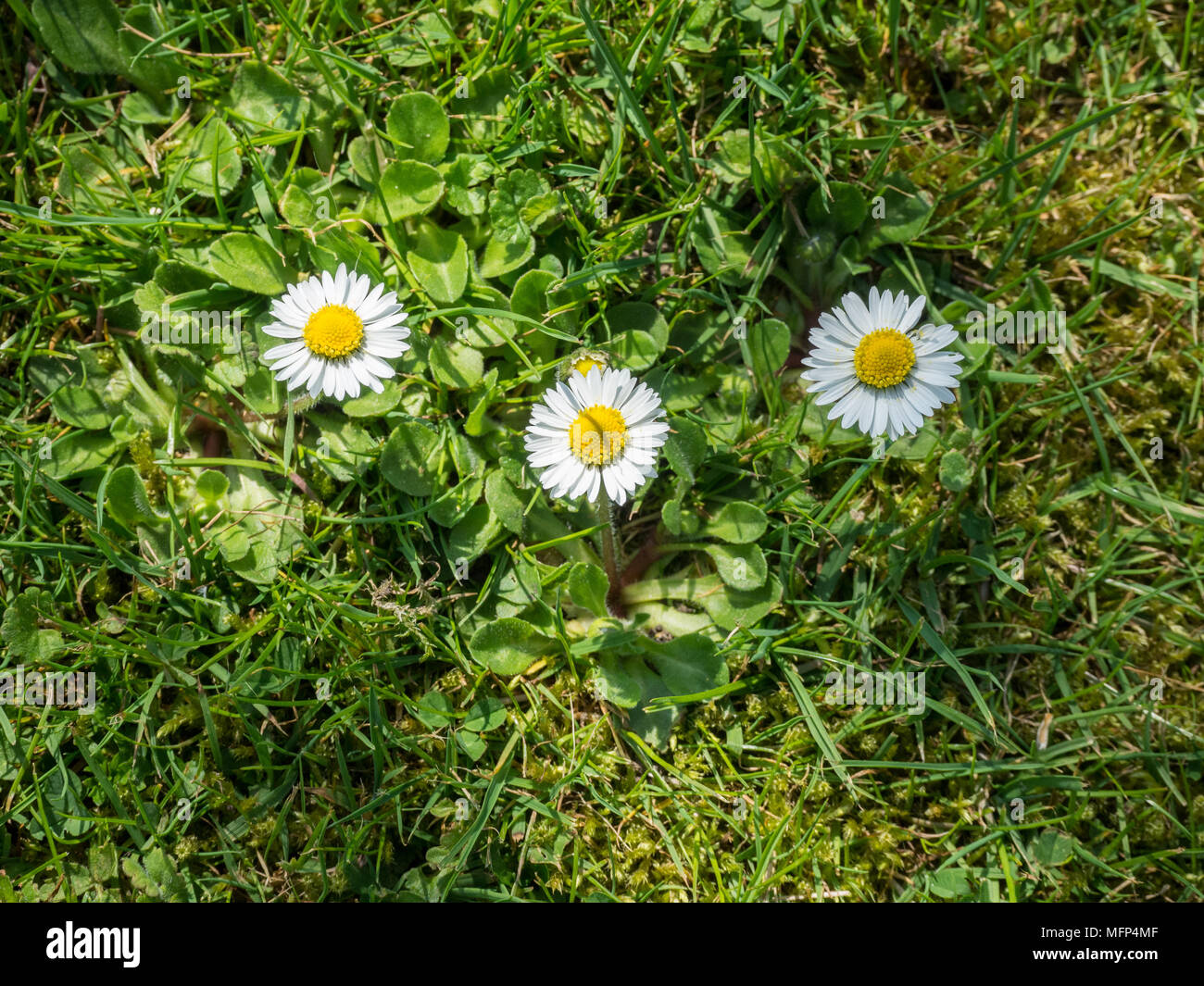 Three flowers of the common lawn weed Bellis perennis with floiage grwing in a lawn Stock Photo