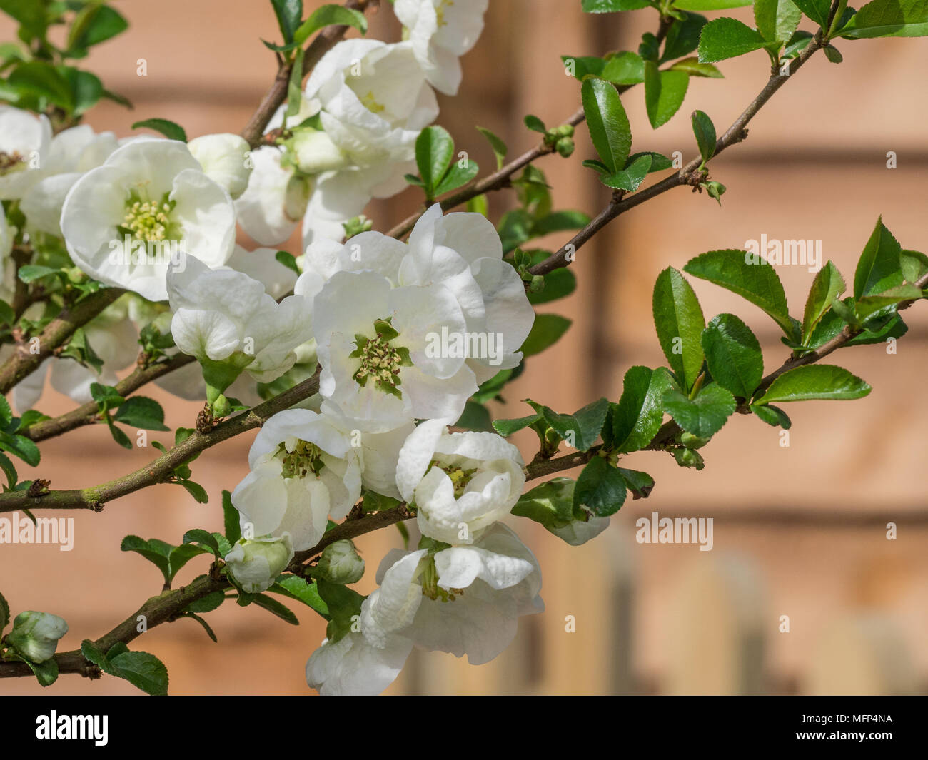 The pure white flowers of Chaenomeles Jet Trial against a fence Stock Photo
