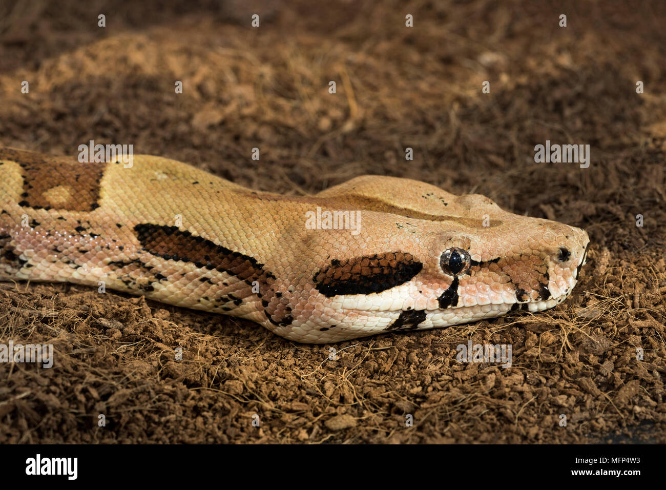 Close up of Boa constrictor imperator – mutational form Hypo Jungle