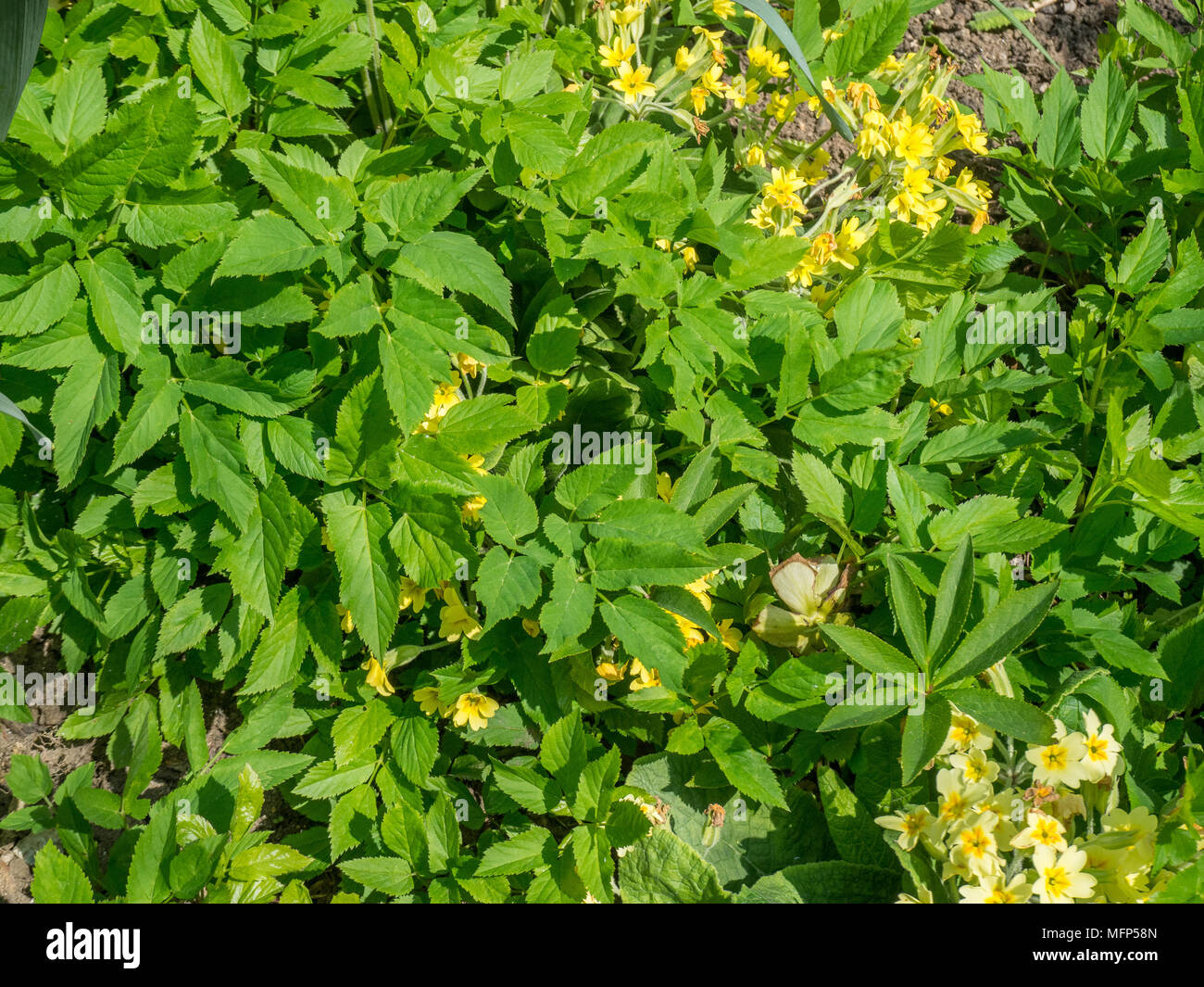 Ground elder growing through flowering cowslips Stock Photo