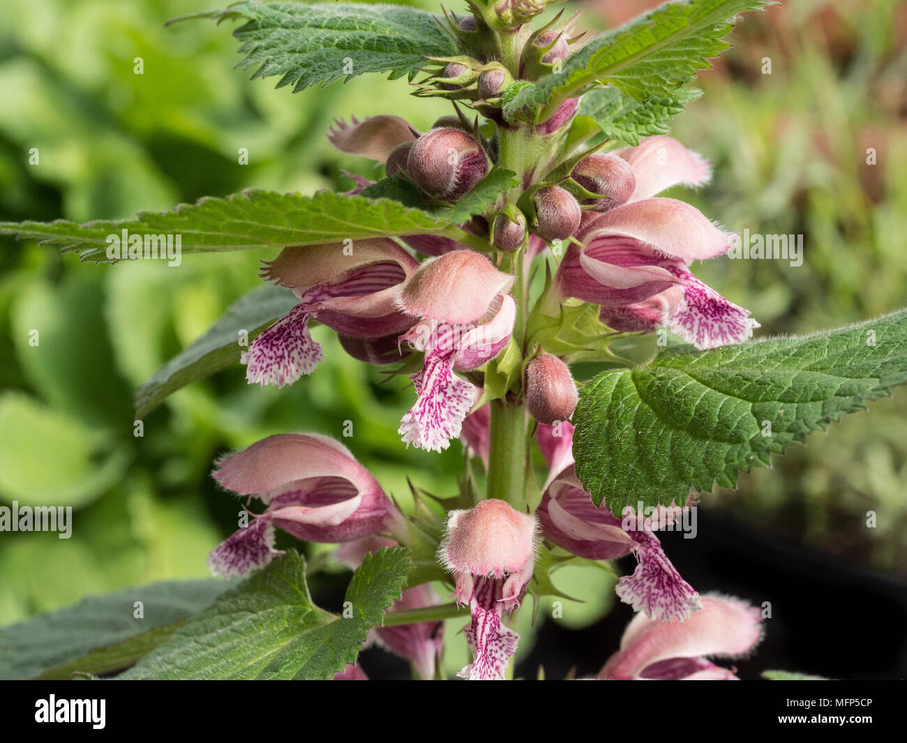 Close up of the pink flowers of the balm leaved red dead nettle Lamium orvale Stock Photo
