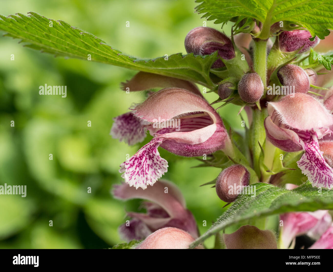 Close up of a single pink flower of the balm leaved red dead nettle Lamium orvale Stock Photo