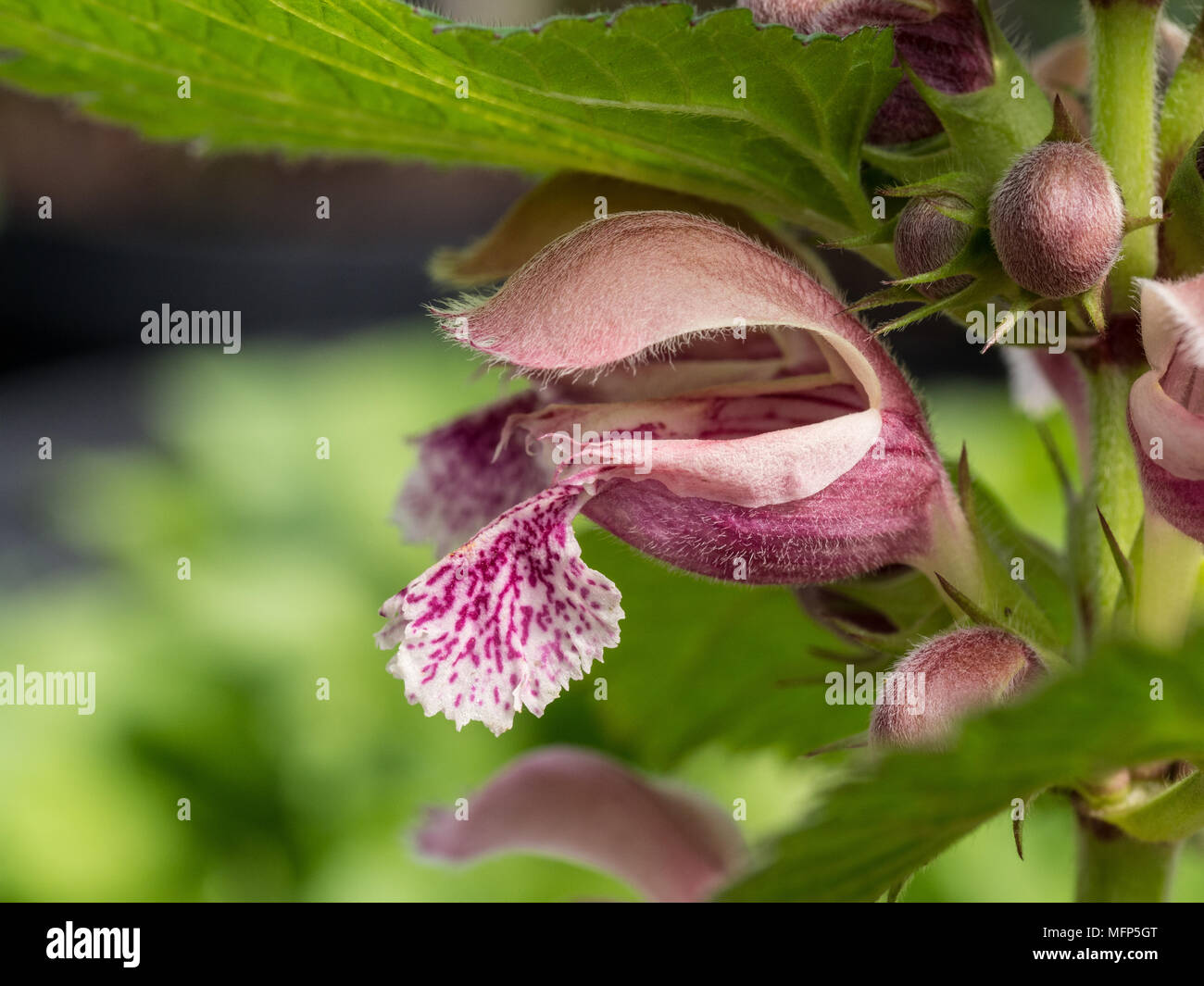 Close up of a single pink flower of the balm leaved red dead nettle Lamium orvale Stock Photo