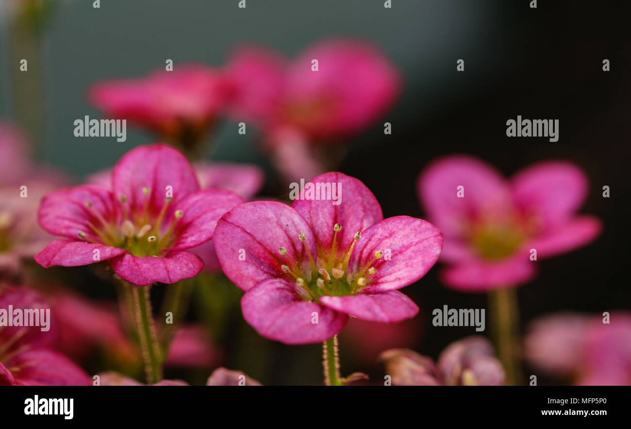 close up of delicate pink Saxifrage flowers Stock Photo