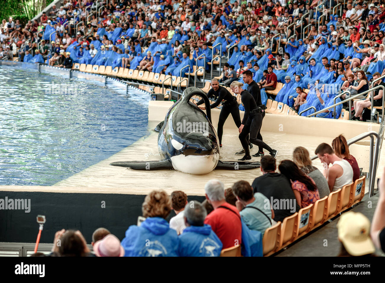TENERIFE, SPAIN - April: water shows with killer whales in Loro Park (Loro  Parque) on april 2017 Tenerife, Spane. "Loro Park" one of the most famous a  Stock Photo - Alamy