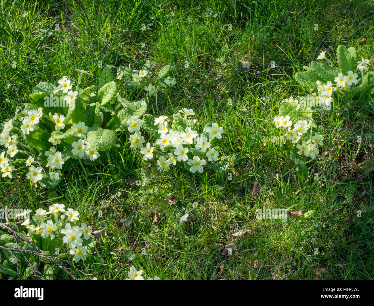 Patches of common yellow primroses growing in dappled shade beneath a tree Stock Photo