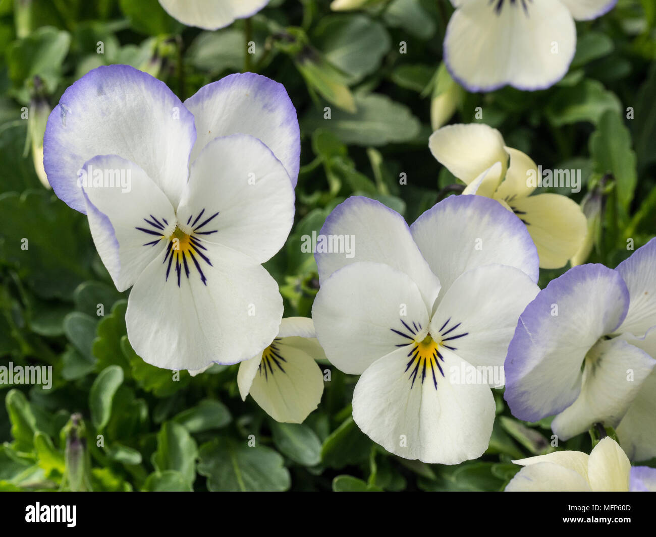Close up of the cream and blue flowers of Viola Blue Picote Stock Photo