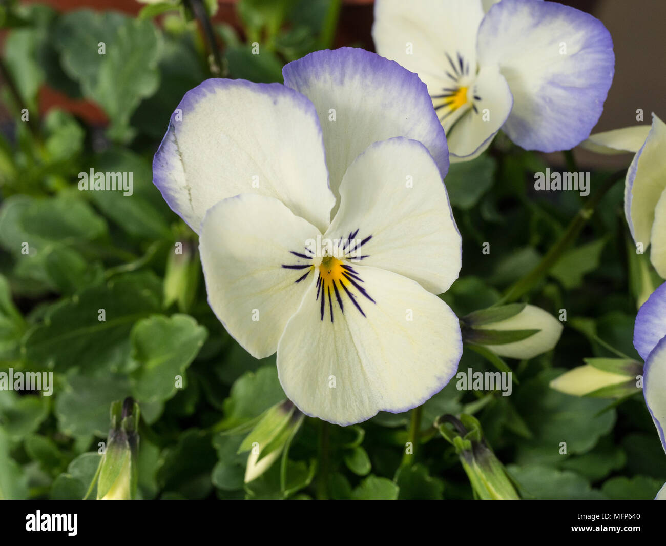 Close up of the cream and blue flowers of Viola Blue Picote Stock Photo