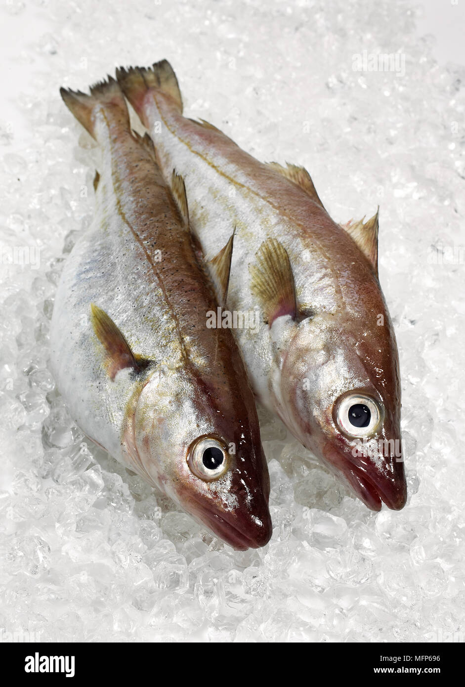 Fresh Whiting, merlangius merlangus, Fishes on Ice Stock Photo