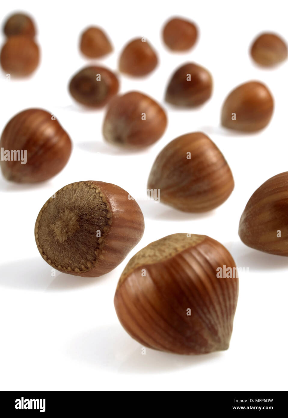 Hazelnuts, corylus avellana, Dry Fruits against White Background Stock