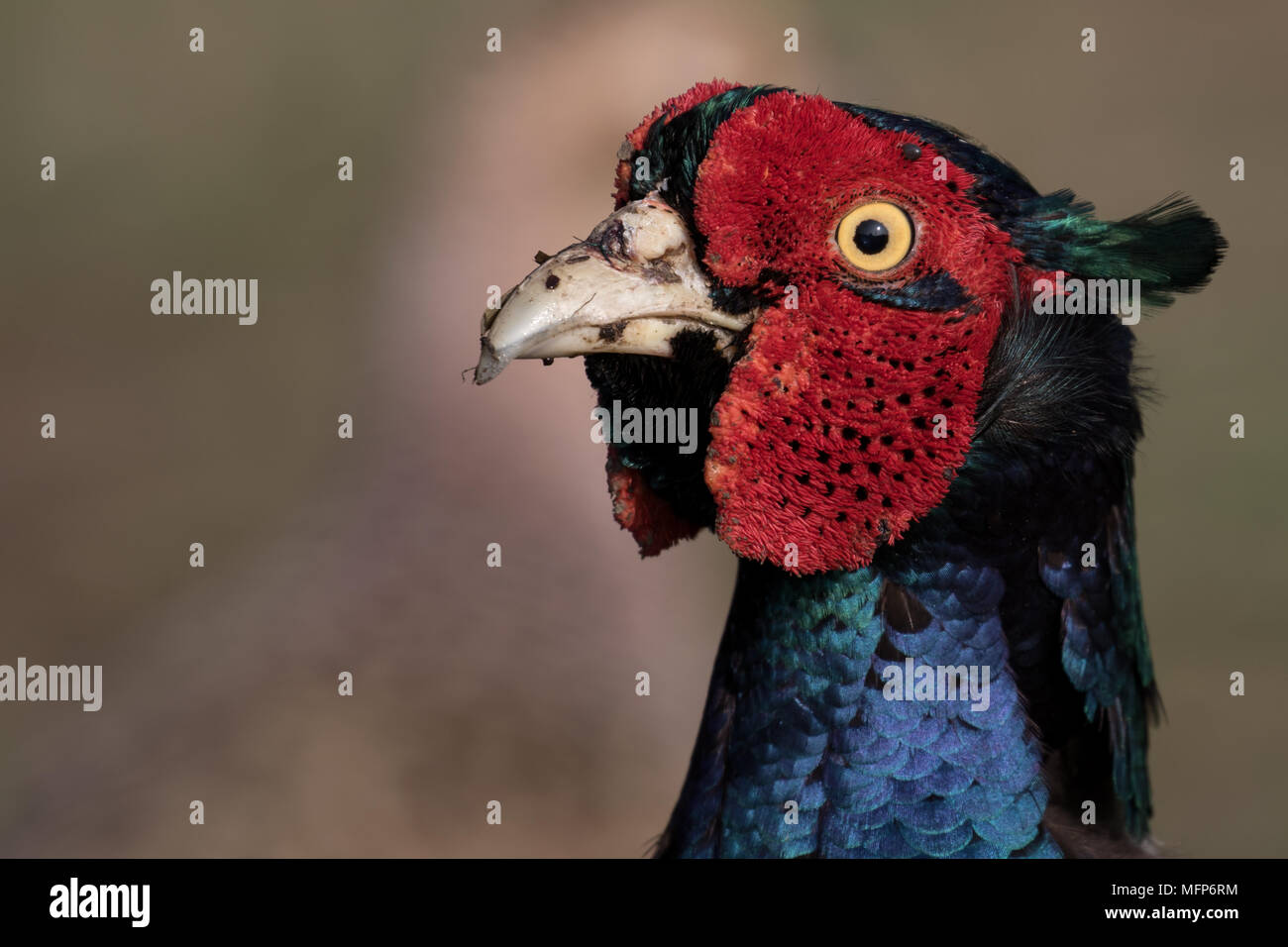 Pheasant (male) with tick over eye Stock Photo