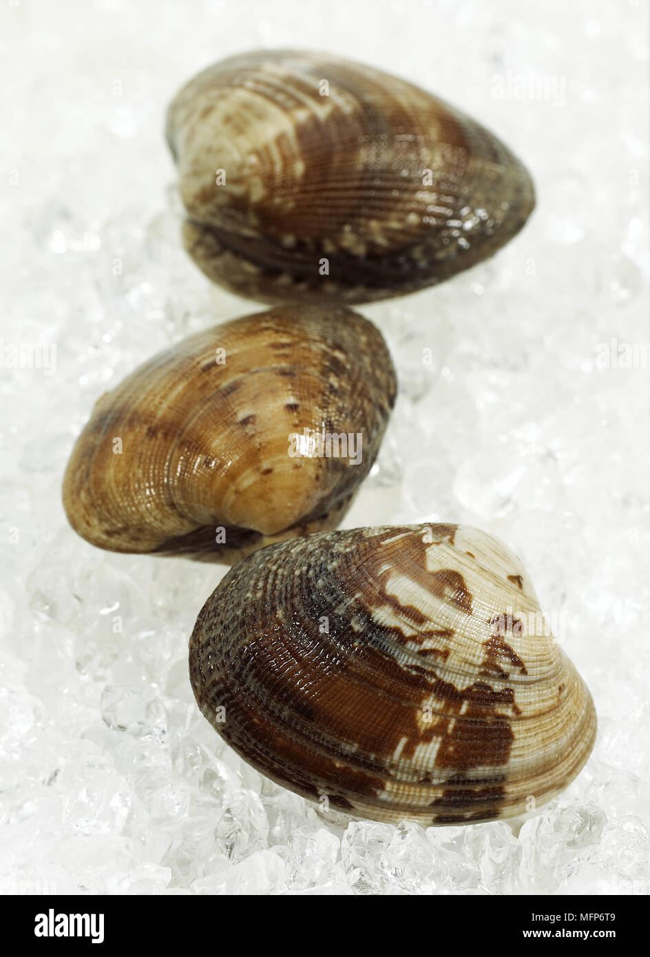 Clam venerupis sp hi-res stock photography and images - Alamy