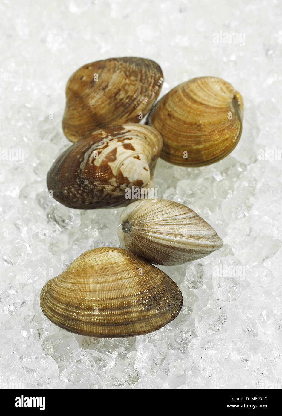 Clam venerupis sp hi-res stock photography and images - Alamy