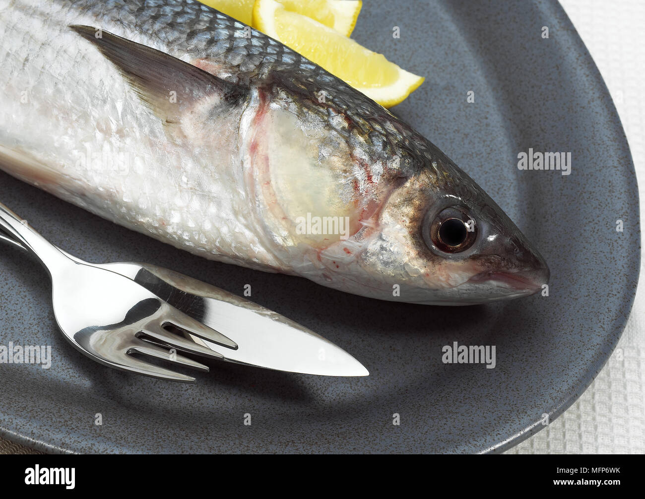 Mullet, chelon labrosus, Fresh Fish with Lemon on Plate 064967 Gerard LACZ Images Stock Photo