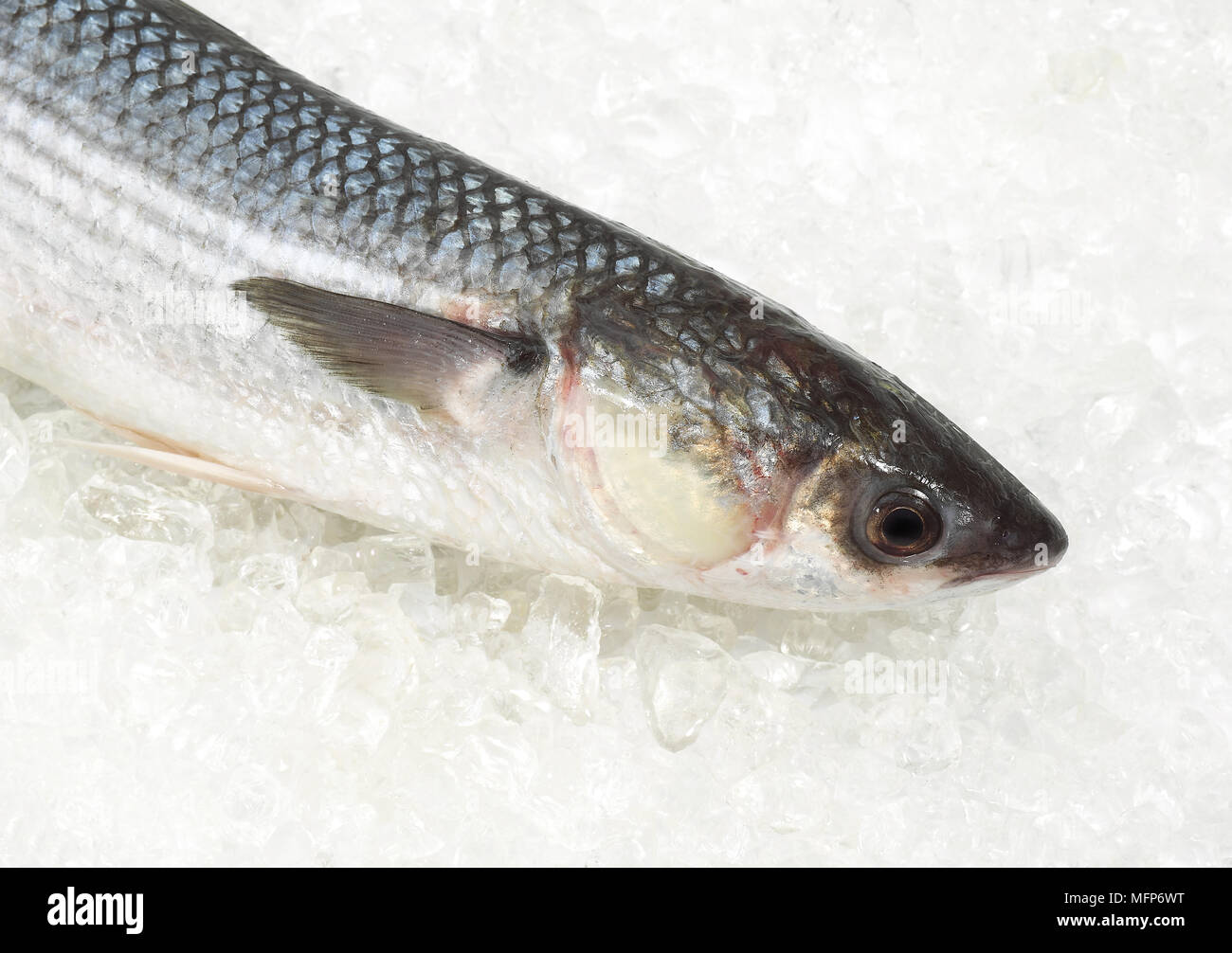 Mullet, chelon labrosus, Fresh Fish on Ice Stock Photo