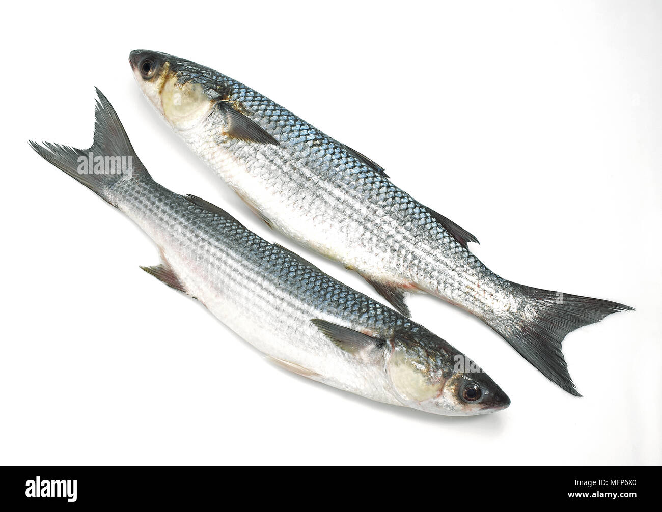 Mullet, chelon labrosus, Fresh Fishes against White Background Stock Photo