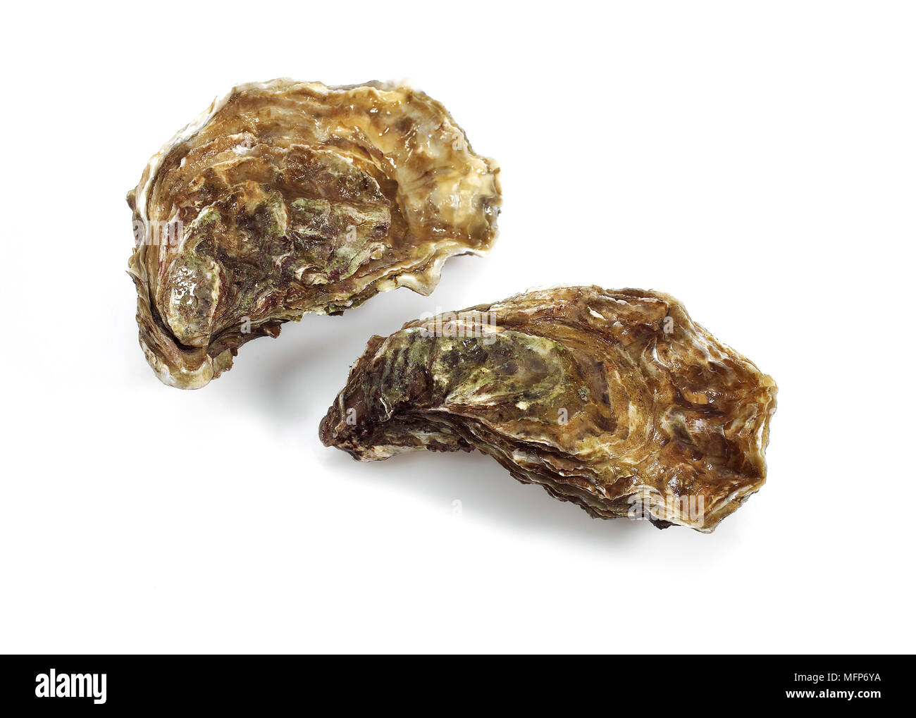 French Oyster Called Marennes d'Oleron, ostrea edulis, Seafood against ...