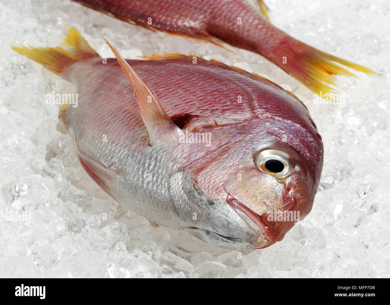 Red Sea Bream, pagellus bogaraveo,  Fresh Fish on Ice Stock Photo