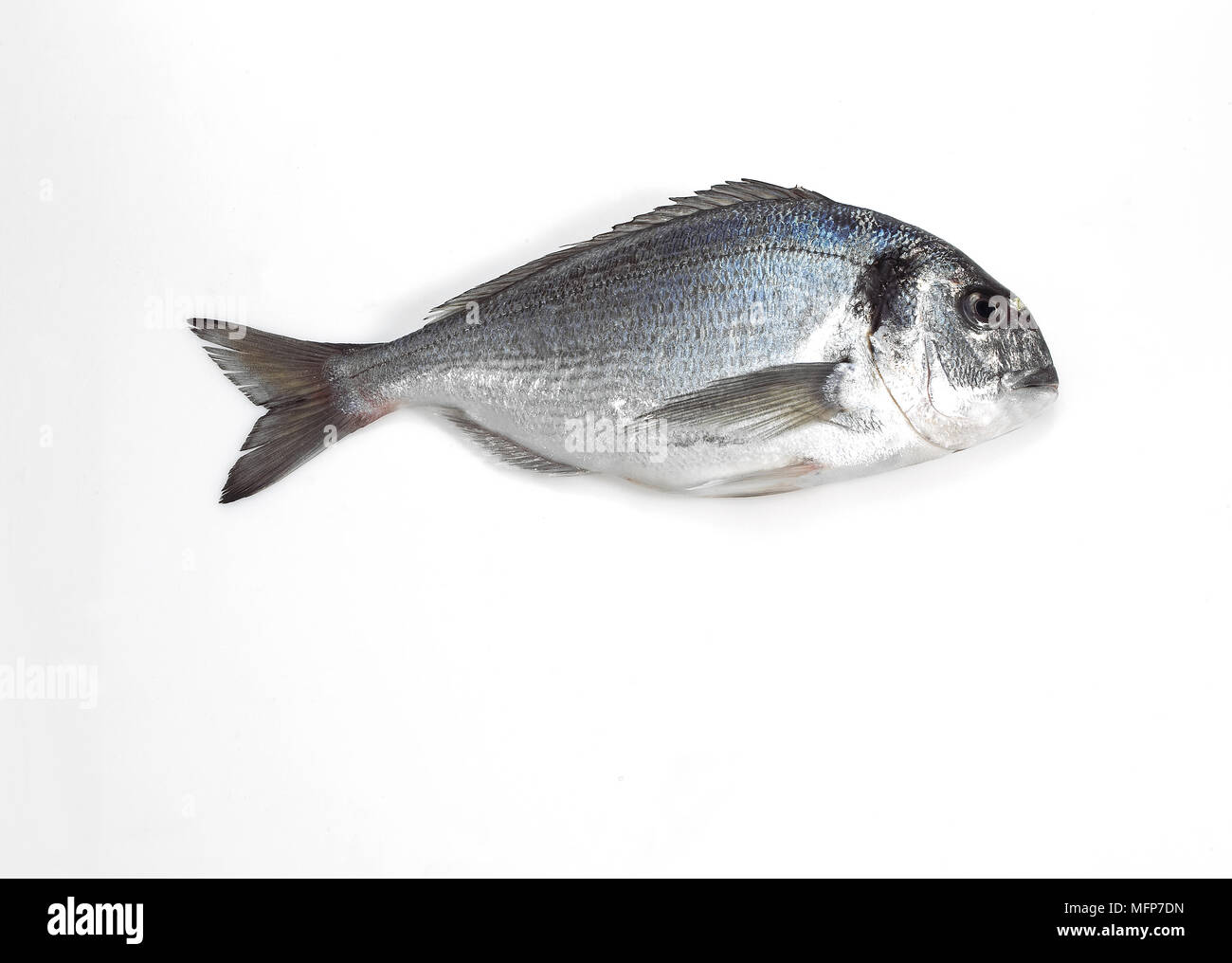 Gilthead Bream, sparus auratus, Fresh Fish against White Background Stock Photo