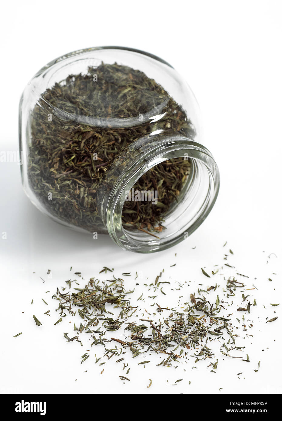 Provencial Thyme, thymus vulgaris against White Background Stock Photo