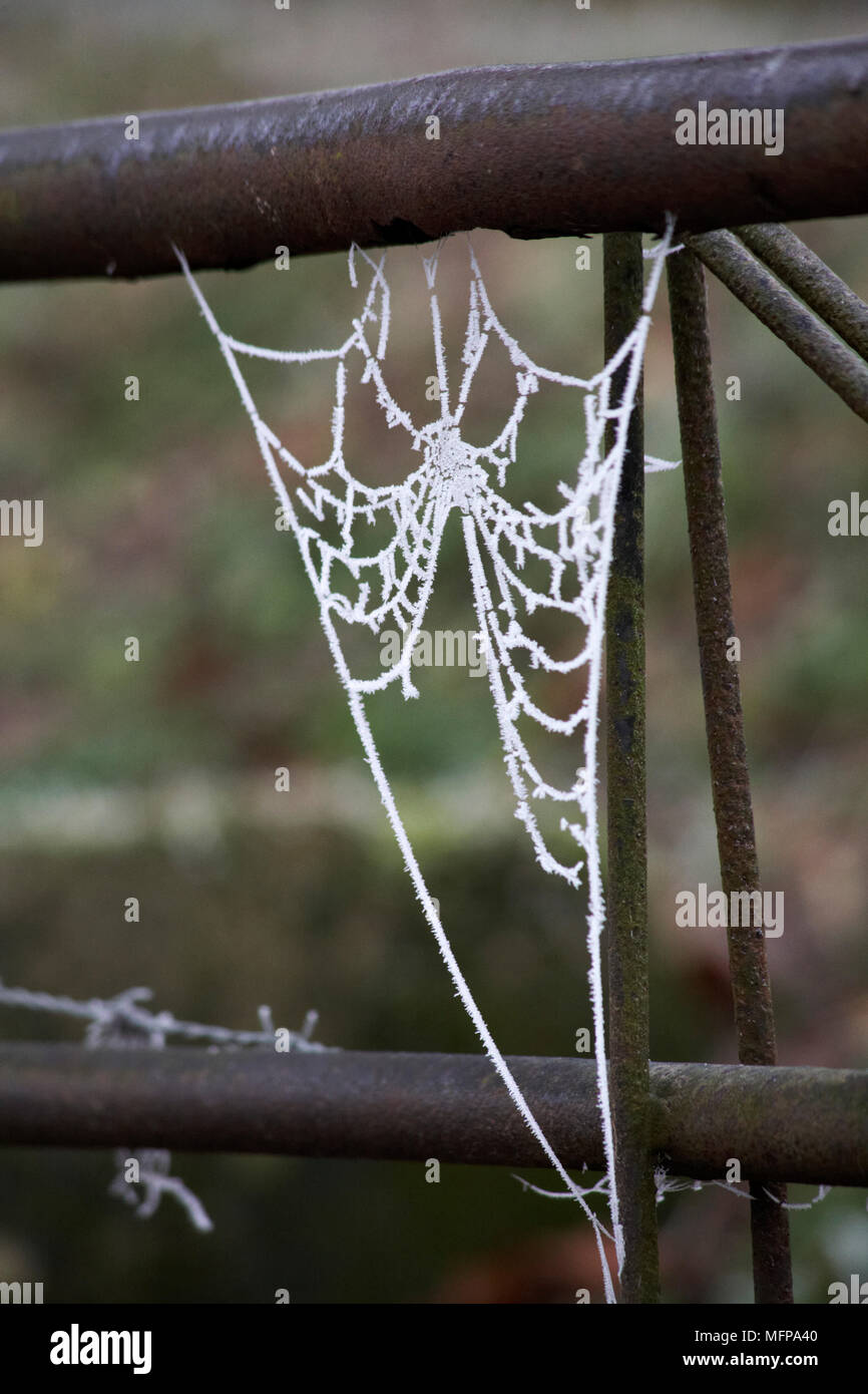 Spiders web on gate covered with hoar frost at Dorset in January. Stock Photo