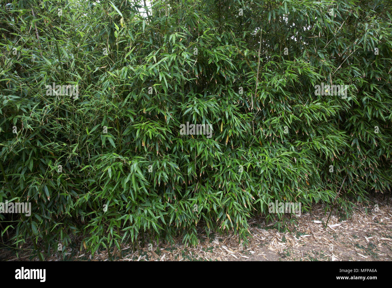 Bamboo (Arundinaria japonica or Pseudosasa japonica) plants in Jardin Botanique du Chateau de Vauville, Beaumont-Haue, in August. Stock Photo