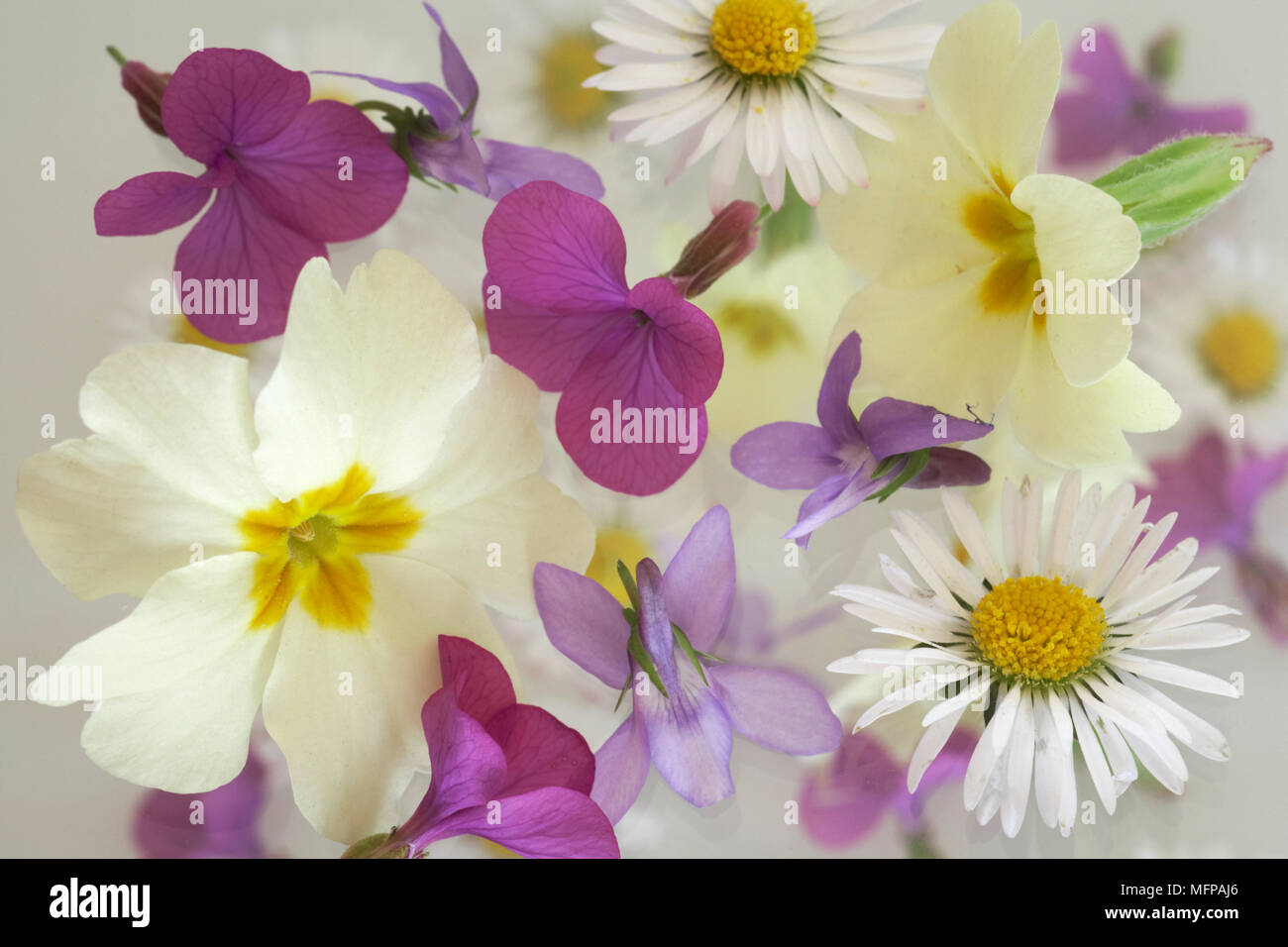 Medley of primroses, violets, daisies and lunaria flowers. Stock Photo