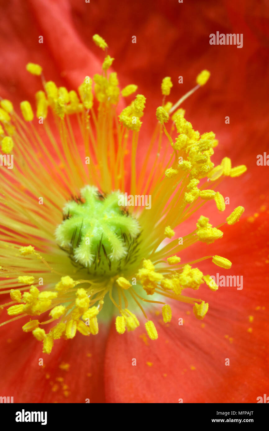 Poppy abstract (Papaver nudicaule). Stock Photo