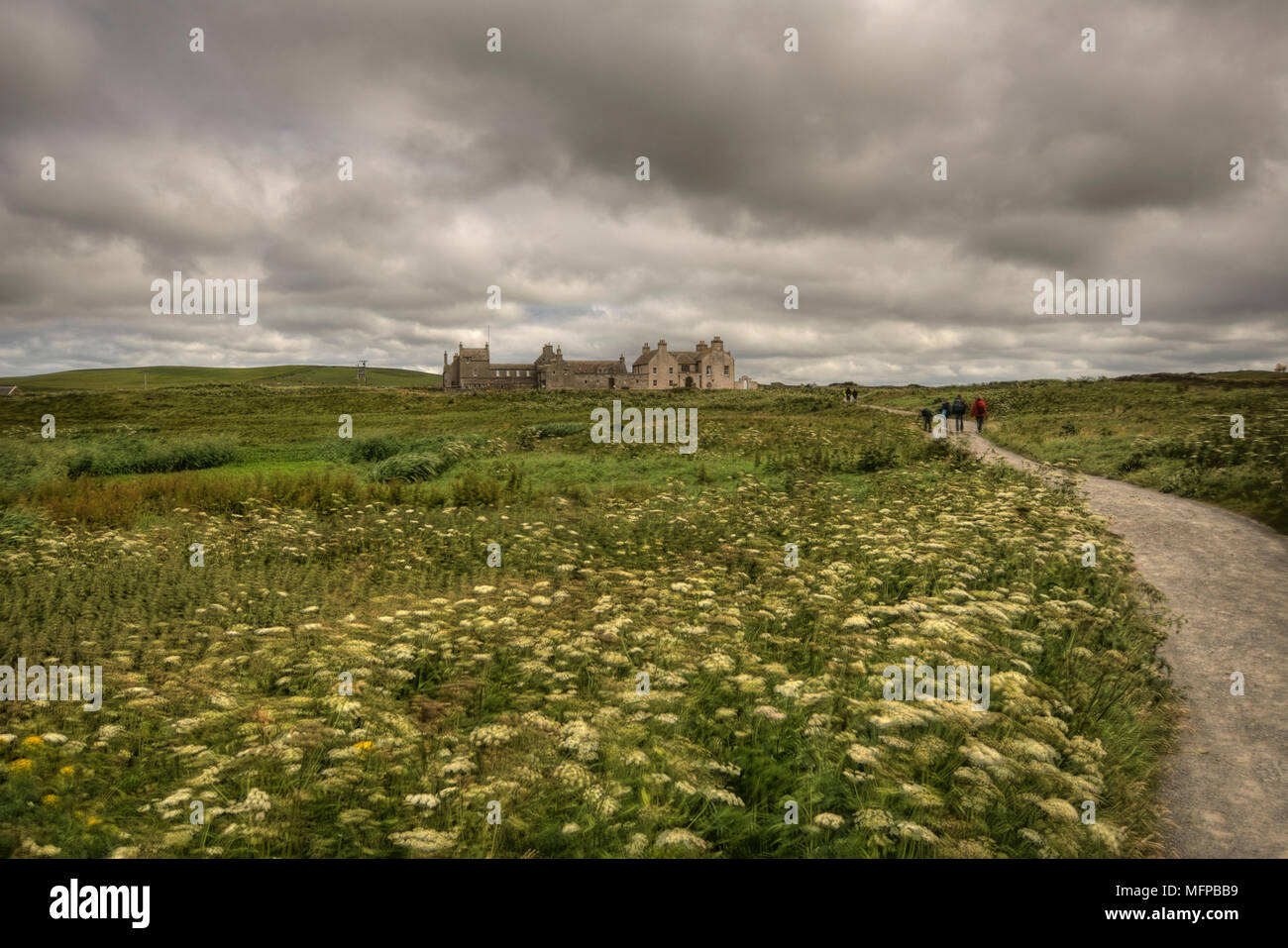 Field of flowers with footpath leading to Skaill House, a mansion at the westside of Mainland, Orkney, near Neolithic village of Skara Brae. Stock Photo
