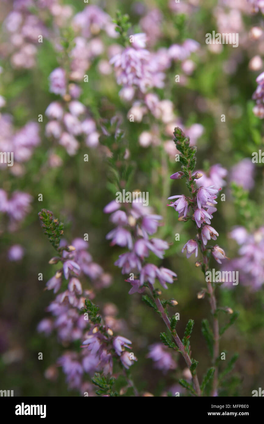 Close-up of heather or ling (Calluna vulgaris)in late summer. Stock Photo
