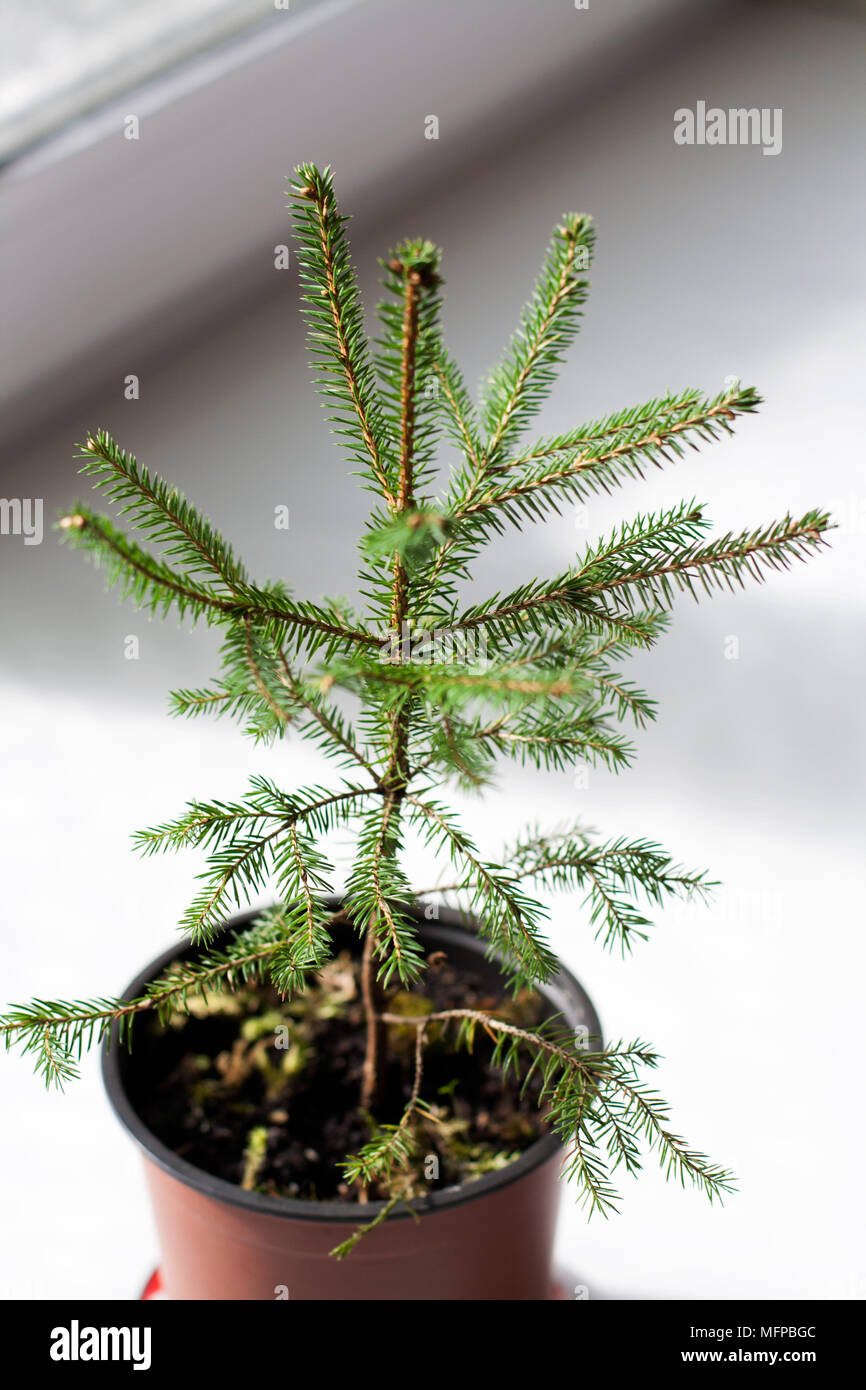 Small potted fir tree near window close up Stock Photo Alamy