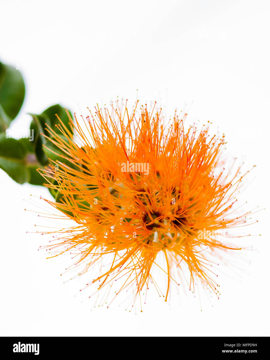 Exotic flower found in botanical garden, Oahu, Hawaii Stock Photo Alamy