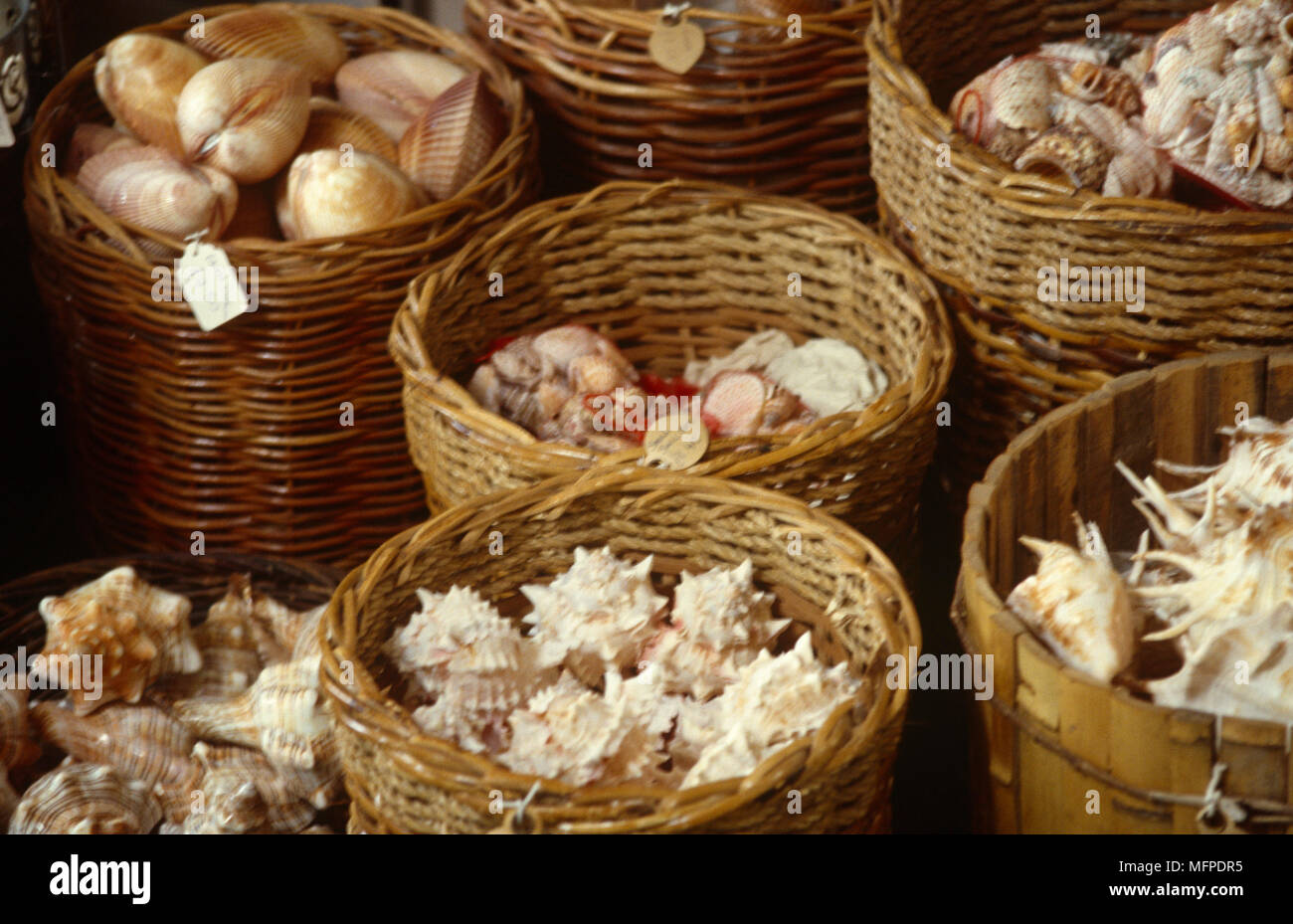 Different types of shells hi-res stock photography and images - Alamy