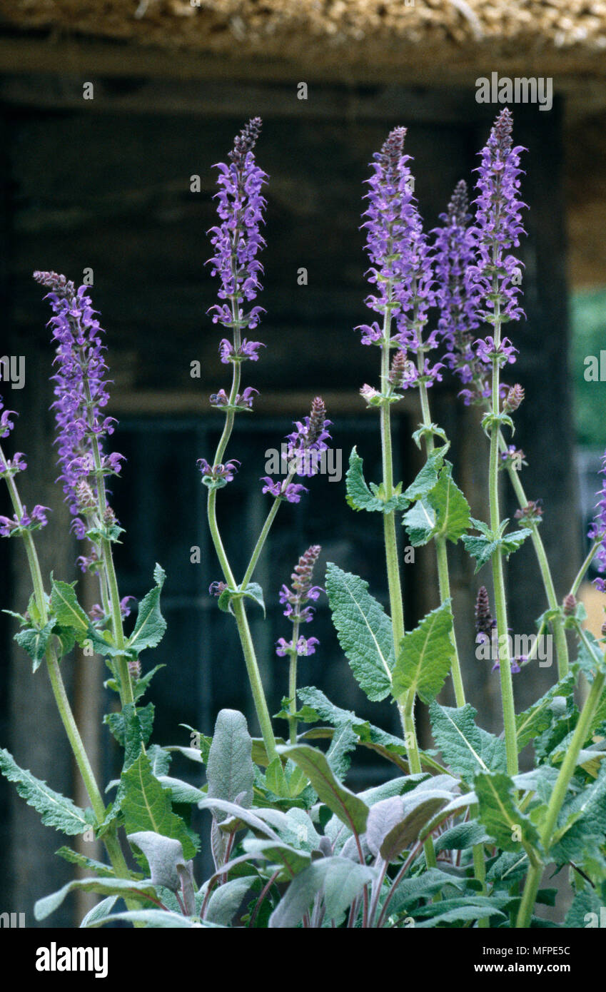 Close up of bright purple flowering ÔBlue QueenÕ salvia superba plant and greenery. Stock Photo