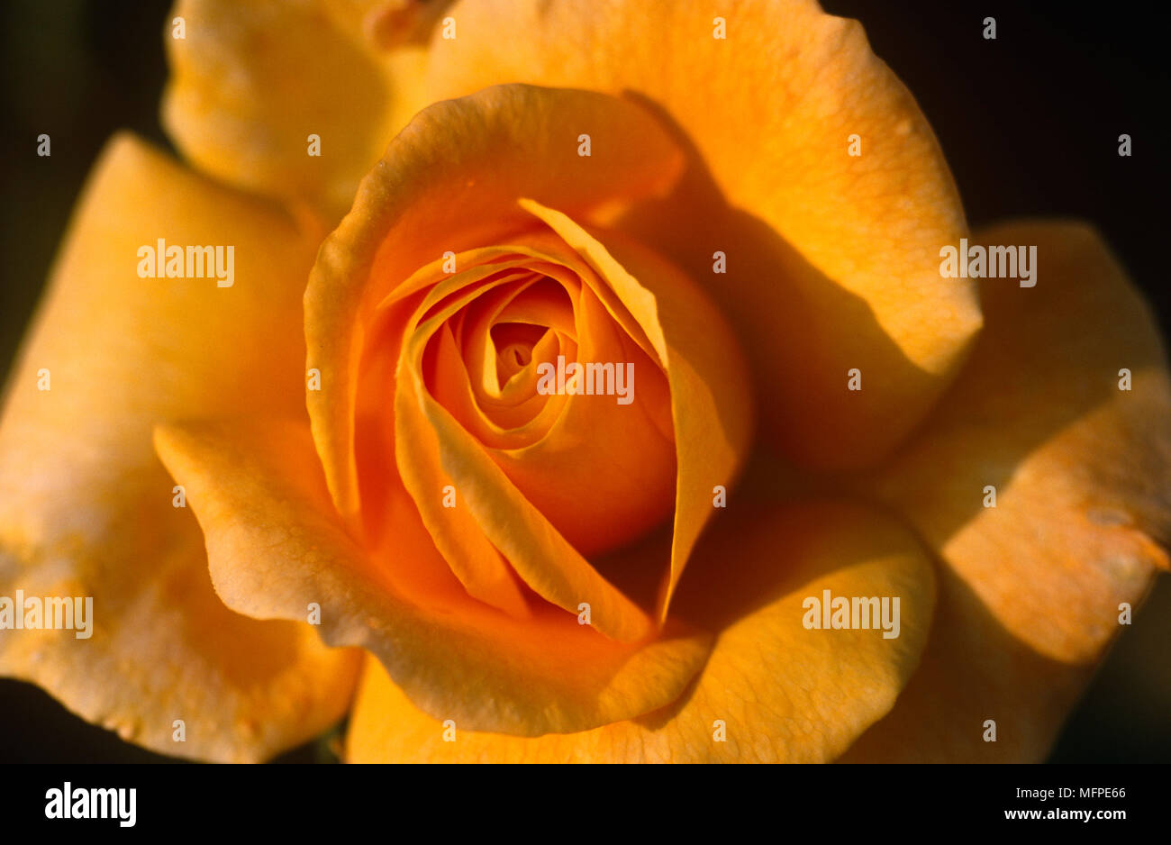 Close up of Rosa Arthur Bell yellow rose d Stock Photo