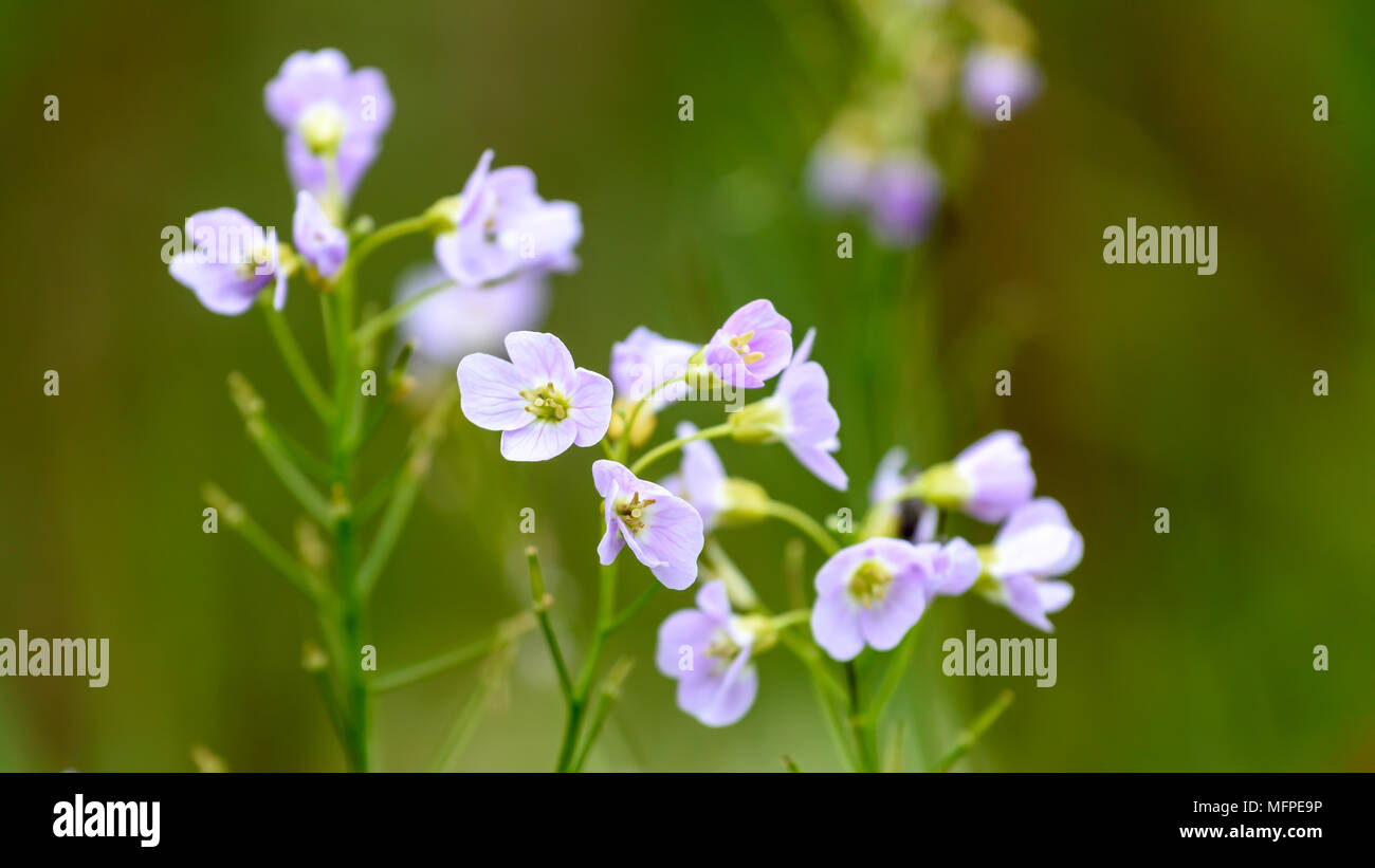small pink Wild flowers Stock Photo