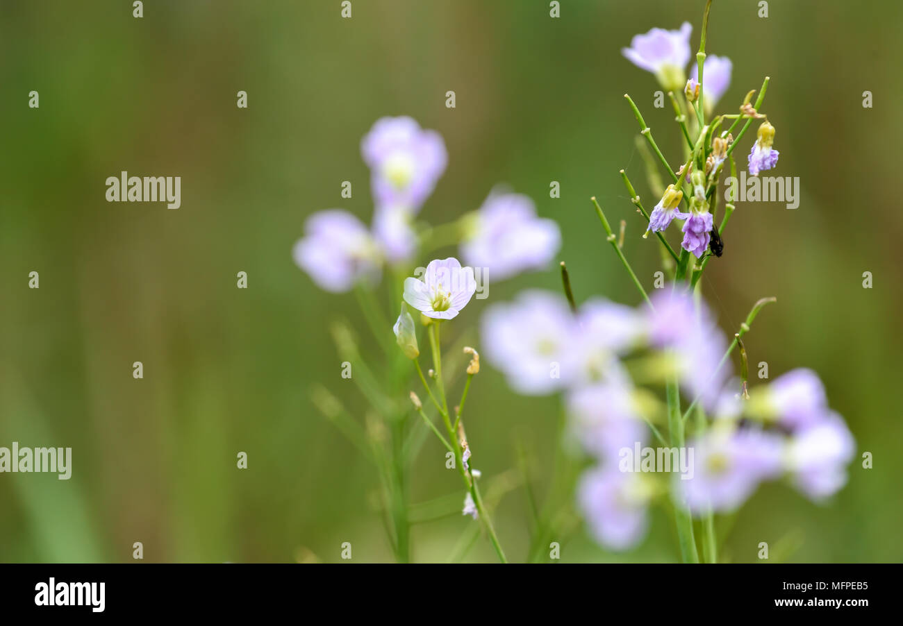 small pink Wild flowers Stock Photo