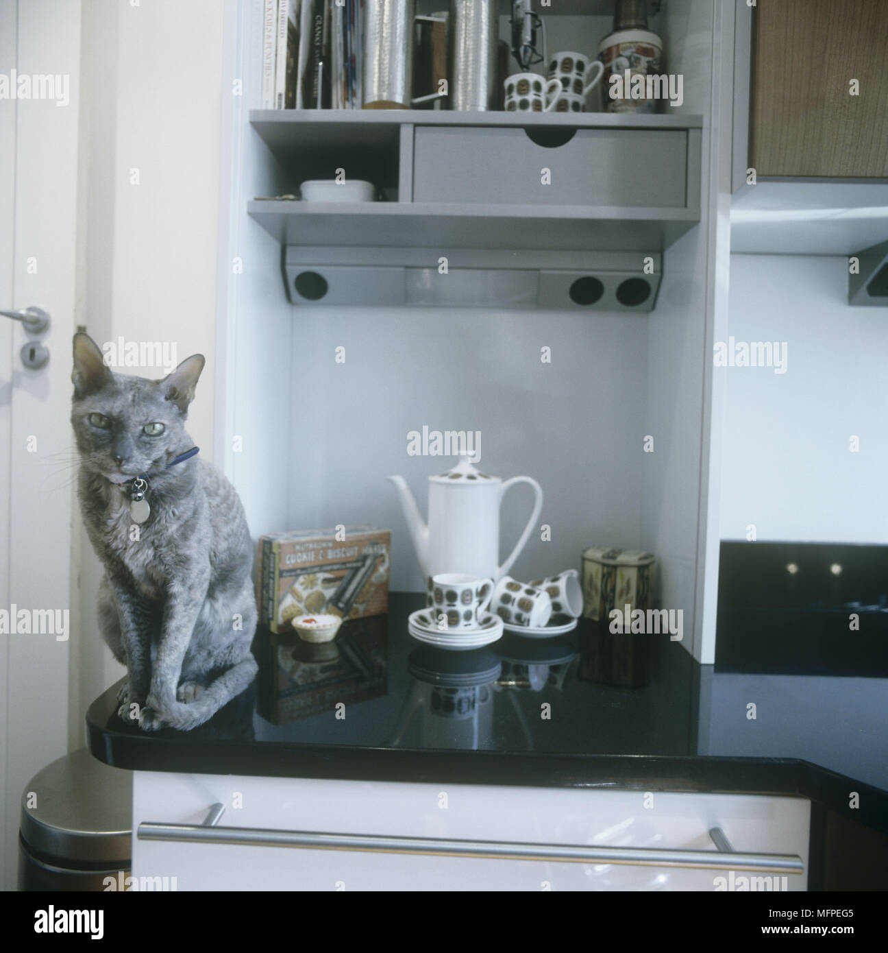 Modern kitchen detail cat on a retro 50s kitchen work top Stock Photo