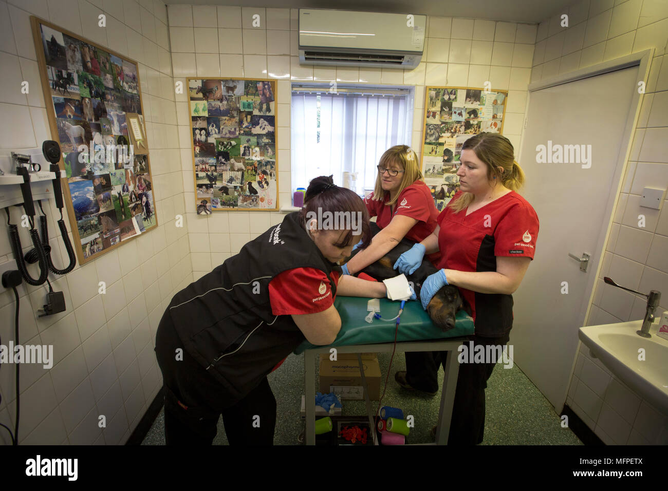Staff from Pet Blood Bank, taking blood from Roxy the Doberman, at a