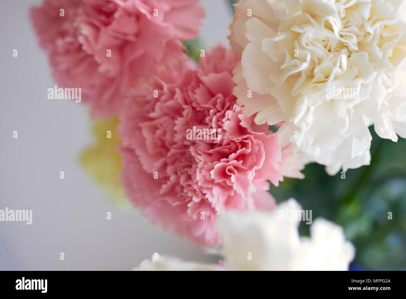 Pink and white carnations Stock Photo