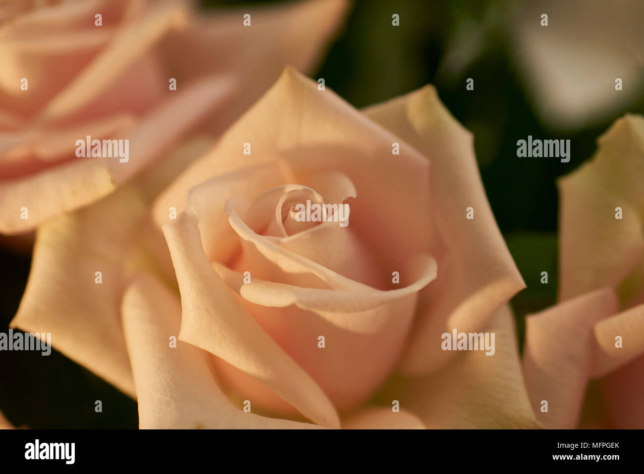 Elegant Soft Pink Roses in Bloom With Lush Green Leaves Surrounding ...