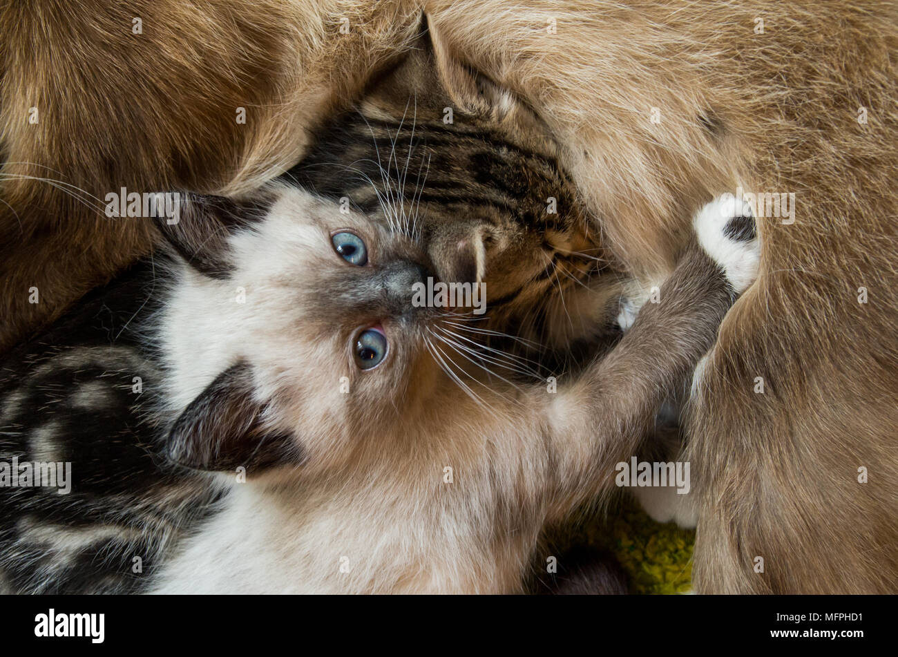 A close up of two kittens sleeping next to their mother, one is looking up and into the camera. Stock Photo