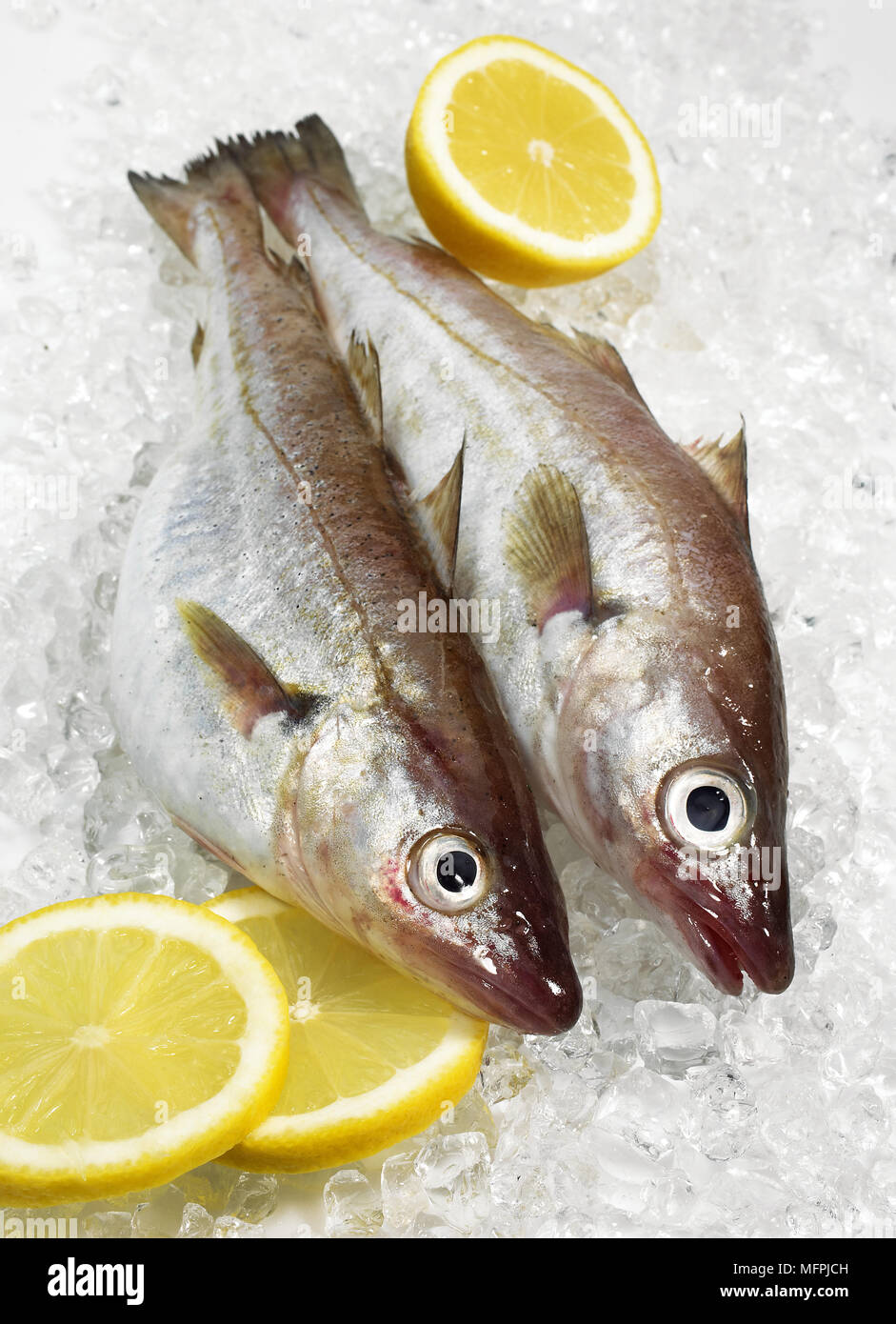 whiting-merlangius-merlangus-fresh-fish-hi-res-stock-photography-and