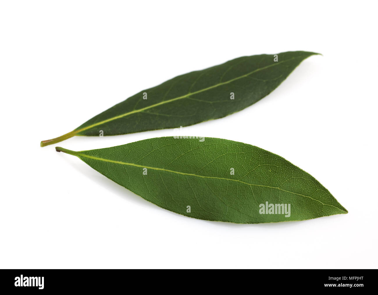 Sweet Bay or Bay Laurel, laurus nobilis, Leaves against White Background Stock Photo Alamy