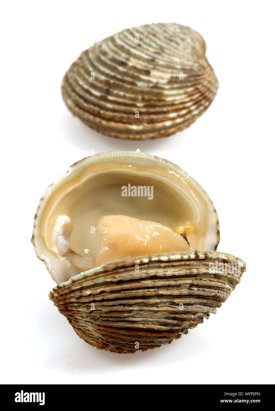 Clams, venus verrucosa, Shells against White Background Stock Photo Alamy