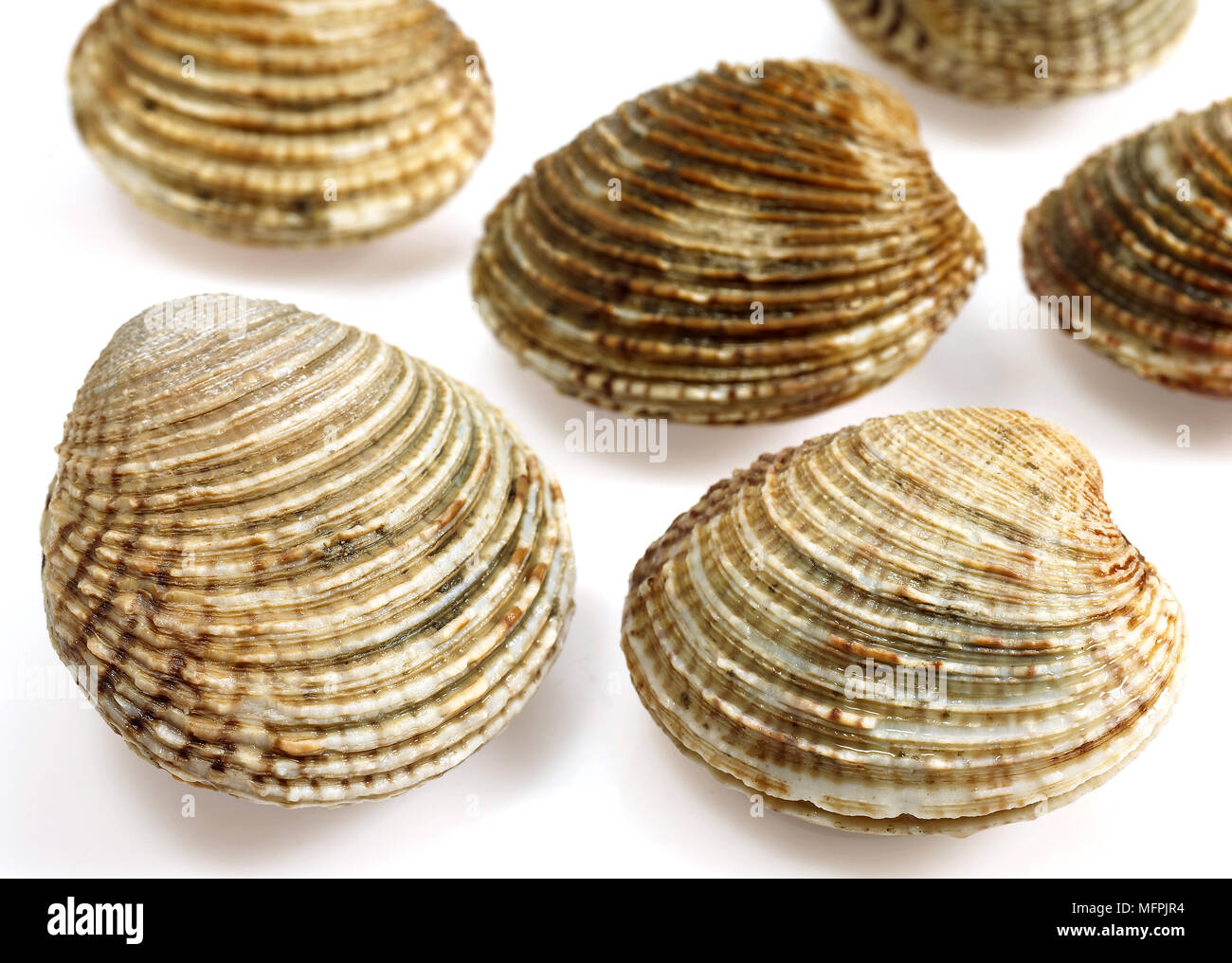 Clams, venus verrucosa, Shells against White Background Stock Photo Alamy