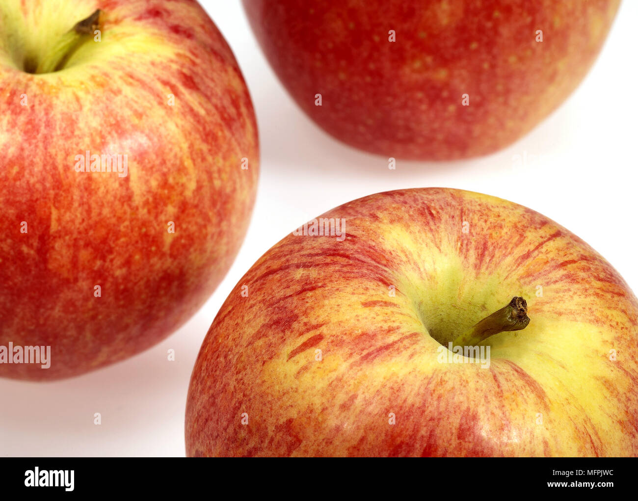 Royal Gala Apple, malus domestica Stock Photo Alamy