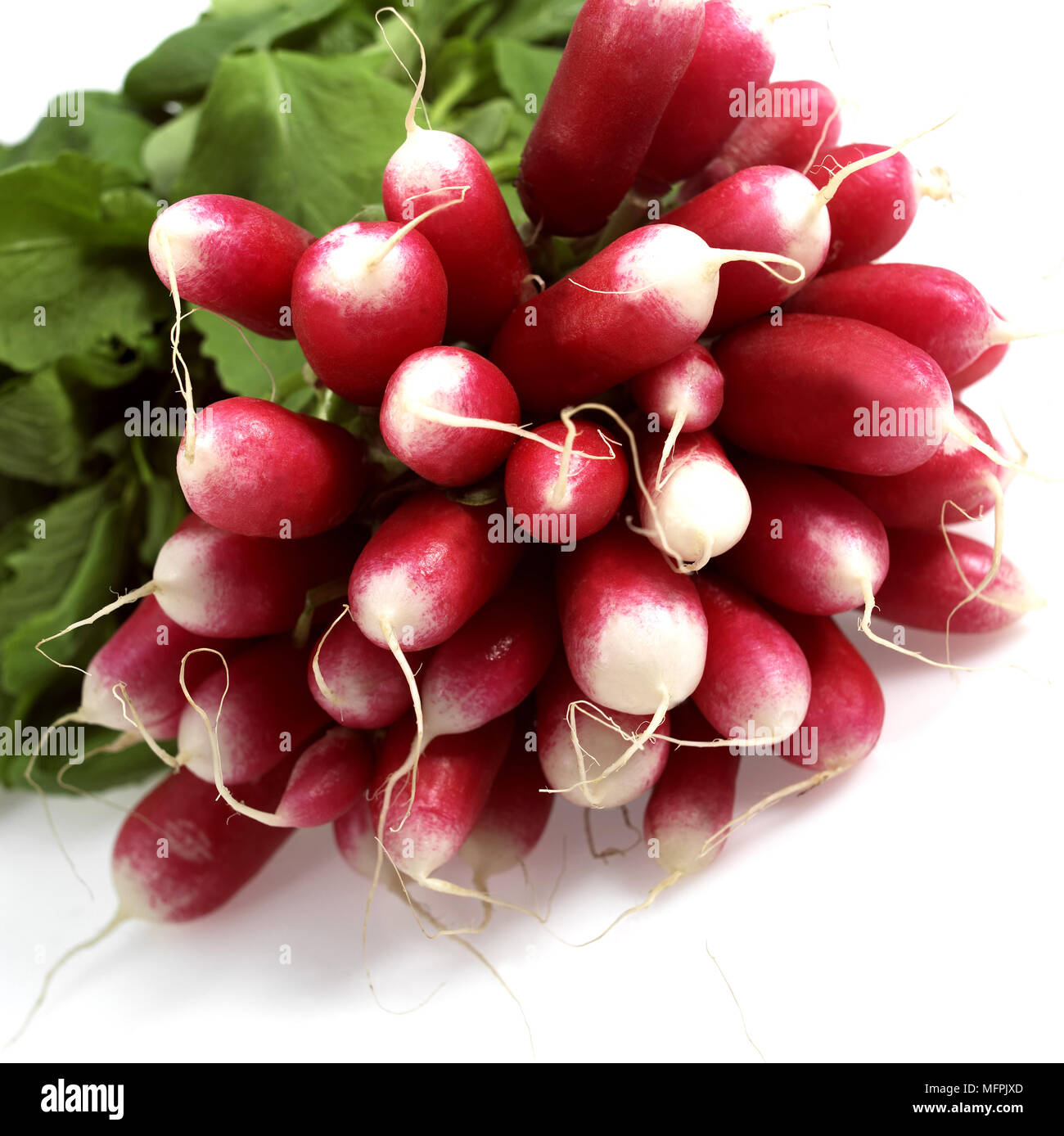 Pink radishes, raphanus sativus against White Background Stock Photo